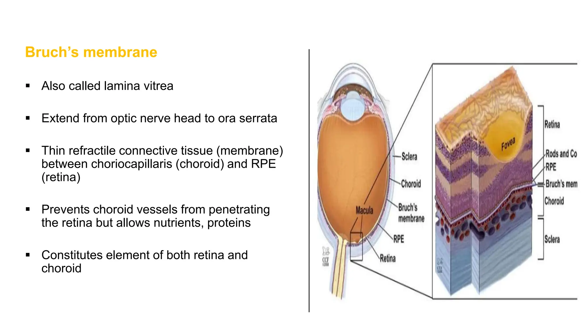 Anatomy of uvea UVEA of ophthalmology pptx Anatomy of uvea UVEA of ophthalmology pptx