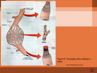 Figura 6- Transição entre artérias e
veias
         Fonte: Digitalização pessoal
 