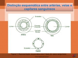 Distinção esquemática entre artérias, veias e
           capilares sanguíneos




  Figura 7- Representação esquemática dos 3 tipos de vasos sanguíneos
                              Fonte: Digitalização pessoal
 