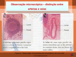 Observação microscópica – distinção entre
                   artérias e veias




   Figura 8- Observação microscópica de uma artéria e de uma veia
                           Fonte: Digitalização pessoal
 