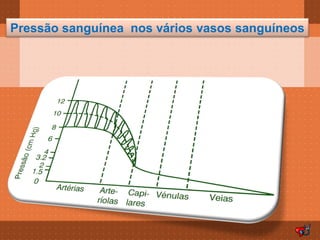 Pressão sanguínea nos vários vasos sanguíneos
 