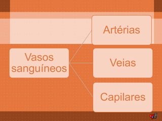 Artérias

  Vasos
              Veias
sanguíneos

             Capilares
 