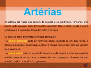 Artérias
As artérias são vasos que surgem do coração e se subdividem, formando uma
grande rede vascular, cujas terminações alcançam todo o corpo, desde o couro
cabeludo até à ponta dos dedos das mãos e dos pés.

Do coração saem dois vasos arteriais principais:
• A artéria pulmonar parte do ventrículo direito, dividindo-se em dois ramos, o
direito e o esquerdo, encarregues de levar o sangue rico em CO2 (sangue venoso)
até os pulmões.
• A artéria aorta parte do ventrículo esquerdo e dá origem a todas as restantes
artérias responsáveis por levar o sangue rico em oxigénio e nutrientes (sangue
arterial) a todos os tecidos do organismo.
 