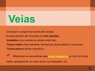 Veias
Conduzem o sangue dos tecidos até coração.
As suas paredes são formadas por três camadas:
-Endotélio (uma camada de células muito fina);
-Túnica média (mais resistente, formada por tecido elástico e muscular);
-Túnica externa (tecido conjuntivo).


     Diferenciam-se das artérias pela menor espessura ao nível da túnica

média, apresentando um maior lúmen (ver diapositivo 10).
 