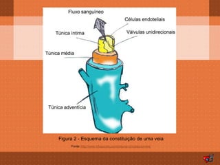 Figura 2 - Esquema da constituição de uma veia
     Fonte: http://www.infoescola.com/sistema-circulatorio/veia/
 