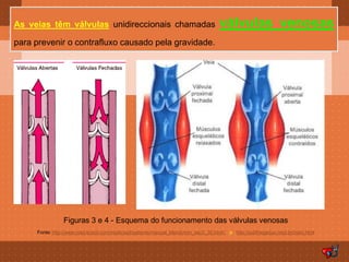 As veias têm válvulas unidireccionais chamadas                                      válvulas venosas
para prevenir o contrafluxo causado pela gravidade.




                Figuras 3 e 4 - Esquema do funcionamento das válvulas venosas
     Fonte: http://www.msd-brazil.com/msdbrazil/patients/manual_Merck/mm_sec3_30.html / e http://judithegedus.med.br/main.html
 