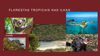 FLORESTAS TROPICAIS NAS ILHAS
Coala, precisamente da
Austrália
 