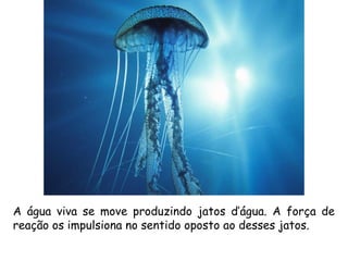 A água viva se move produzindo jatos d’água. A força de
reação os impulsiona no sentido oposto ao desses jatos.
 