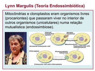 Mitocôndrias e cloroplastos eram organismos livres
(procariontes) que passaram viver no interior de
outros organismos (unicelulares) numa relação
mutualística (endossimbiose).
Lynn Margulis (Teoria Endossimbiótica)
 