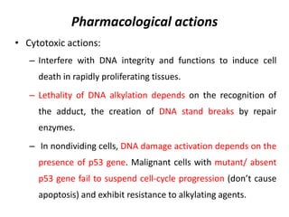 Pharmacological actions
• Cytotoxic actions:
– Interfere with DNA integrity and functions to induce cell

death in rapidly proliferating tissues.
– Lethality of DNA alkylation depends on the recognition of
the adduct, the creation of DNA stand breaks by repair

enzymes.
– In nondividing cells, DNA damage activation depends on the
presence of p53 gene. Malignant cells with mutant/ absent

p53 gene fail to suspend cell-cycle progression (don’t cause
apoptosis) and exhibit resistance to alkylating agents.

 