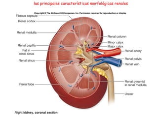 las principales características morfológicas renales 