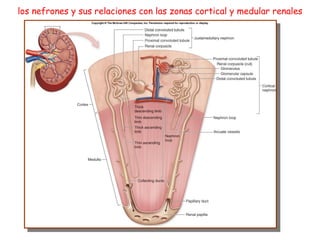 los nefrones y sus relaciones con las zonas cortical y medular renales 