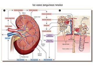 los vasos sanguineos renales 