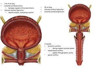 3 regions prostatic urethra during orgasm receives semen membranous urethra passes through pelvic cavity penile urethra 18 cm long internal urethral sphincter external urethral sphincter 3 to 4 cm long external urethral orifice  between vaginal orifice and clitoris internal urethral sphincter smooth muscle, involuntary control 