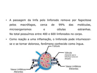 • A passagem da linfa pelo linfonodo remove por fagocitose
pelos macrófagos, cerca de 99% das moléculas,
microorganismos e células estranhas.
No total possuímos entre 400 e 600 linfonodos no corpo.
• Como reação a uma inflamação, o linfonodo pode intumescer-
se e se tornar doloroso, fenômeno conhecido como íngua.
 