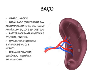 BAÇO
• ÓRGÃO LINFÓIDE.
• LOCAL: LADO ESQUERDO DA CAVIDADE
ABDOMINAL, JUNTO AO DIAFRAGMA,
AO NÍVEL DA 9ª, 10ª E 11ª COSTELAS.
• PARTES: FACE DIAFRAGMÁTICA E FACE
VISCERAL, ONDE HÁ
• UMA FENDA (HILO) PARA
ENTRADA DE VASOS E
NERVOS.
• DRENADO PELA VEIA
ESPLÊNICA, TRIBUTÁRIA
DA VEIA PORTA.
 