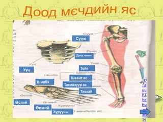 9 arag yas | PPT