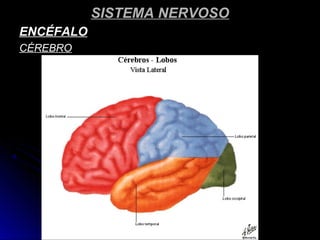 SISTEMA NERVOSOSISTEMA NERVOSO
ENCÉFALOENCÉFALO
CÉREBROCÉREBRO
 