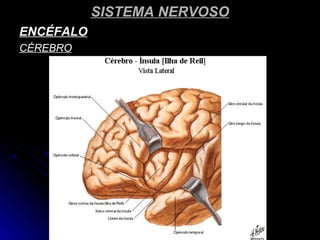 SISTEMA NERVOSOSISTEMA NERVOSO
ENCÉFALOENCÉFALO
CÉREBROCÉREBRO
 