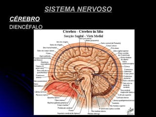 SISTEMA NERVOSOSISTEMA NERVOSO
CÉREBROCÉREBRO
DIENCÉFALODIENCÉFALO
 