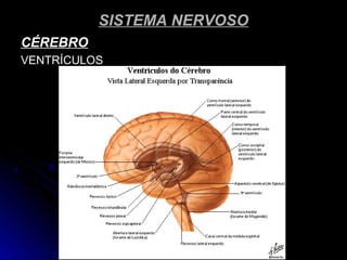 SISTEMA NERVOSOSISTEMA NERVOSO
CÉREBROCÉREBRO
VENTRÍCULOSVENTRÍCULOS
 