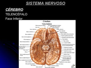 SISTEMA NERVOSOSISTEMA NERVOSO
CÉREBROCÉREBRO
TELENCÉFALOTELENCÉFALO
Face InferiorFace Inferior
 