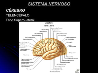 SISTEMA NERVOSOSISTEMA NERVOSO
CÉREBROCÉREBRO
TELENCÉFALOTELENCÉFALO
Face Súpero-lateralFace Súpero-lateral
 