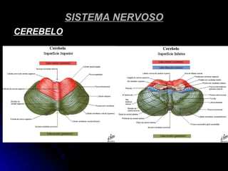 SISTEMA NERVOSOSISTEMA NERVOSO
CEREBELOCEREBELO
 