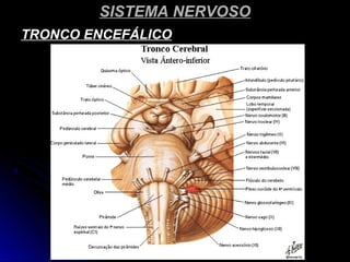SISTEMA NERVOSOSISTEMA NERVOSO
TRONCO ENCEFÁLICOTRONCO ENCEFÁLICO
 