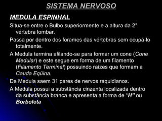 SISTEMA NERVOSOSISTEMA NERVOSO
MEDULA ESPINHALMEDULA ESPINHAL
Situa-se entre o Bulbo superiormente e a altura da 2°Situa-se entre o Bulbo superiormente e a altura da 2°
vértebra lombar.vértebra lombar.
Passa por dentro dos forames das vértebras sem ocupá-loPassa por dentro dos forames das vértebras sem ocupá-lo
totalmente.totalmente.
A Medula termina afilando-se para formar um cone (A Medula termina afilando-se para formar um cone (ConeCone
MedularMedular) e este segue em forma de um filamento) e este segue em forma de um filamento
((Filamento TerminalFilamento Terminal) possuindo raízes que formam a) possuindo raízes que formam a
Cauda EqüinaCauda Eqüina..
Da Medula saem 31 pares de nervos raquidianos.Da Medula saem 31 pares de nervos raquidianos.
A Medula possui a substância cinzenta localizada dentroA Medula possui a substância cinzenta localizada dentro
da substância branca e apresenta a forma de “da substância branca e apresenta a forma de “H”H” ouou
BorboletaBorboleta
 