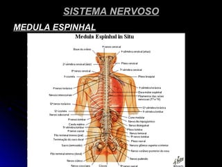 SISTEMA NERVOSOSISTEMA NERVOSO
MEDULA ESPINHALMEDULA ESPINHAL
 