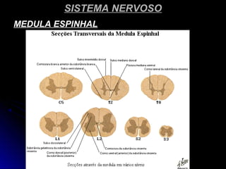 SISTEMA NERVOSOSISTEMA NERVOSO
MEDULA ESPINHALMEDULA ESPINHAL
 