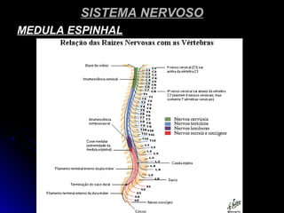 SISTEMA NERVOSOSISTEMA NERVOSO
MEDULA ESPINHALMEDULA ESPINHAL
 