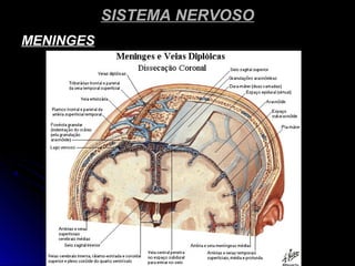SISTEMA NERVOSOSISTEMA NERVOSO
MENINGESMENINGES
 