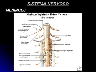 SISTEMA NERVOSOSISTEMA NERVOSO
MENINGESMENINGES
 