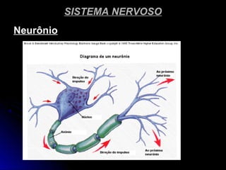 SISTEMA NERVOSOSISTEMA NERVOSO
NeurônioNeurônio
 