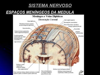 SISTEMA NERVOSOSISTEMA NERVOSO
ESPAÇOS MENÍNGEOS DA MEDULAESPAÇOS MENÍNGEOS DA MEDULA
 