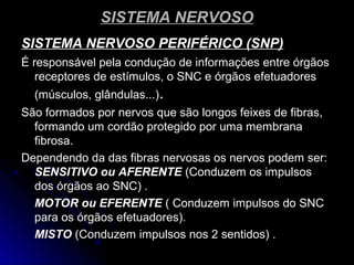 SISTEMA NERVOSOSISTEMA NERVOSO
SISTEMA NERVOSO PERIFÉRICO (SNP)SISTEMA NERVOSO PERIFÉRICO (SNP)
É responsável pela condução de informações entre órgãosÉ responsável pela condução de informações entre órgãos
receptores de estímulos, o SNC e órgãos efetuadoresreceptores de estímulos, o SNC e órgãos efetuadores
(músculos, glândulas...)(músculos, glândulas...)..
São formados por nervos que são longos feixes de fibras,São formados por nervos que são longos feixes de fibras,
formando um cordão protegido por uma membranaformando um cordão protegido por uma membrana
fibrosa.fibrosa.
Dependendo da das fibras nervosas os nervos podem ser:Dependendo da das fibras nervosas os nervos podem ser:
SENSITIVO ou AFERENTESENSITIVO ou AFERENTE (Conduzem os impulsos(Conduzem os impulsos
dos órgãos ao SNC) .dos órgãos ao SNC) .
MOTOR ou EFERENTEMOTOR ou EFERENTE ( Conduzem impulsos do SNC( Conduzem impulsos do SNC
para os órgãos efetuadores).para os órgãos efetuadores).
MISTOMISTO (Conduzem impulsos nos 2 sentidos) .(Conduzem impulsos nos 2 sentidos) .
 