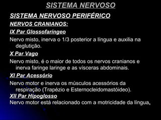 SISTEMA NERVOSOSISTEMA NERVOSO
SISTEMA NERVOSO PERIFÉRICOSISTEMA NERVOSO PERIFÉRICO
NERVOS CRANIANOS:NERVOS CRANIANOS:
IX Par GlossofaríngeoIX Par Glossofaríngeo
Nervo misto, inerva o 1/3 posterior a língua e auxilia naNervo misto, inerva o 1/3 posterior a língua e auxilia na
deglutição.deglutição.
X Par VagoX Par Vago
Nervo misto, é o maior de todos os nervos cranianos eNervo misto, é o maior de todos os nervos cranianos e
inerva faringe laringe e as vísceras abdominais.inerva faringe laringe e as vísceras abdominais.
XI Par AcessórioXI Par Acessório
Nervo motor e inerva os músculos acessórios daNervo motor e inerva os músculos acessórios da
respiração (Trapézio e Esternocleidomastóideo).respiração (Trapézio e Esternocleidomastóideo).
XII Par HipoglossoXII Par Hipoglosso
Nervo motor está relacionado com a motricidade da línguaNervo motor está relacionado com a motricidade da língua..
 
