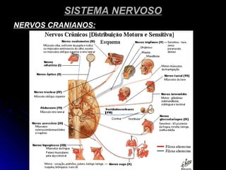 SISTEMA NERVOSOSISTEMA NERVOSO
NERVOS CRANIANOS:NERVOS CRANIANOS:
 
