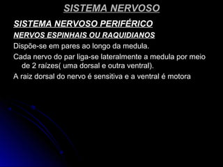 SISTEMA NERVOSOSISTEMA NERVOSO
SISTEMA NERVOSO PERIFÉRICOSISTEMA NERVOSO PERIFÉRICO
NERVOS ESPINHAIS OU RAQUIDIANOSNERVOS ESPINHAIS OU RAQUIDIANOS
Dispõe-se em pares ao longo da medula.Dispõe-se em pares ao longo da medula.
Cada nervo do par liga-se lateralmente a medula por meioCada nervo do par liga-se lateralmente a medula por meio
de 2 raízes( uma dorsal e outra ventral).de 2 raízes( uma dorsal e outra ventral).
A raiz dorsal do nervo é sensitiva e a ventral é motoraA raiz dorsal do nervo é sensitiva e a ventral é motora
 