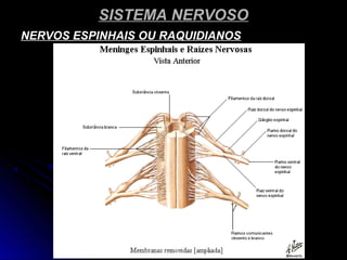 SISTEMA NERVOSOSISTEMA NERVOSO
NERVOS ESPINHAIS OU RAQUIDIANOSNERVOS ESPINHAIS OU RAQUIDIANOS
 