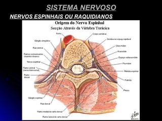 SISTEMA NERVOSOSISTEMA NERVOSO
NERVOS ESPINHAIS OU RAQUIDIANOSNERVOS ESPINHAIS OU RAQUIDIANOS
 