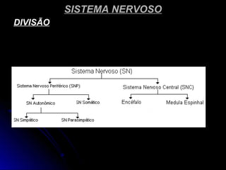 SISTEMA NERVOSOSISTEMA NERVOSO
DIVISÃODIVISÃO
 