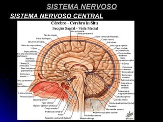 SISTEMA NERVOSOSISTEMA NERVOSO
SISTEMA NERVOSO CENTRALSISTEMA NERVOSO CENTRAL
 