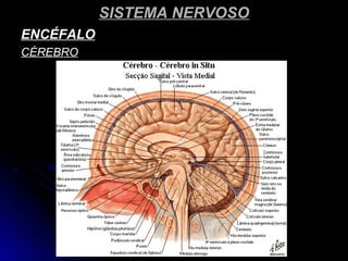 SISTEMA NERVOSOSISTEMA NERVOSO
ENCÉFALOENCÉFALO
CÉREBROCÉREBRO
 