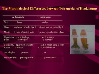 The Morphological Differences between Two species of Hookworms
_____________________________________________________
A. duodenale N. americanus
______________________________________________________
Size larger smaller
______________________________________________________
Shape single curve, looks like C double curves, looks like S
______________________________________________________
Mouth 2 pairs of ventral teeth 1peir of ventral cutting plates
____________________________________________________________
Copulatory circle in shape oval in shape
Bursa (a top view) (a top view)
____________________________________________________________
Copulatory 1pair with separate 1pair of which unite to form
spicule endings a terminal hooklet
_______________________________________________________
caudal spine present no
_______________________________________________________
vulva position post-equatorial pre-equatorial
_______________________________________________________
 