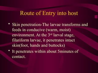 Route of Entry into host
• Skin penetration-The larvae transforms and
feeds in conducive (warm, moist)
environment. At the 3rd
larval stage,
filariform larvae, it penetrates intact
skin(foot, hands and buttocks)
• It penetrates within about 5minutes of
contact.
 