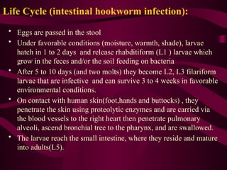 • Eggs are passed in the stool
• Under favorable conditions (moisture, warmth, shade), larvae
hatch in 1 to 2 days and release rhabditiform (L1 ) larvae which
grow in the feces and/or the soil feeding on bacteria
• After 5 to 10 days (and two molts) they become L2, L3 filariform
larvae that are infective and can survive 3 to 4 weeks in favorable
environmental conditions.
• On contact with human skin(foot,hands and buttocks) , they
penetrate the skin using proteolytic enzymes and are carried via
the blood vessels to the right heart then penetrate pulmonary
alveoli, ascend bronchial tree to the pharynx, and are swallowed.
• The larvae reach the small intestine, where they reside and mature
into adults(L5).
Life Cycle (intestinal hookworm infection):
 