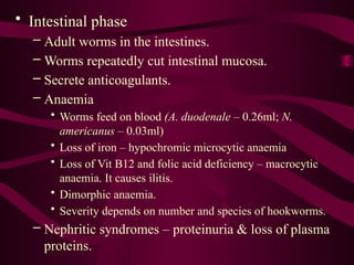• Intestinal phase
– Adult worms in the intestines.
– Worms repeatedly cut intestinal mucosa.
– Secrete anticoagulants.
– Anaemia
• Worms feed on blood (A. duodenale – 0.26ml; N.
americanus – 0.03ml)
• Loss of iron – hypochromic microcytic anaemia
• Loss of Vit B12 and folic acid deficiency – macrocytic
anaemia. It causes ilitis.
• Dimorphic anaemia.
• Severity depends on number and species of hookworms.
– Nephritic syndromes – proteinuria & loss of plasma
proteins.
 